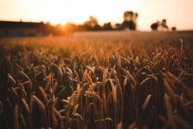 Field of barley with sunset