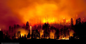 forest Wildfires