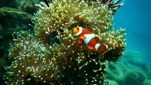 clown fish on coral reef