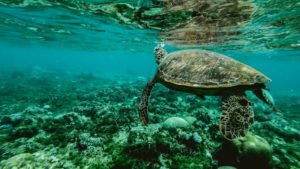 Turtle swimming underwater Conservation