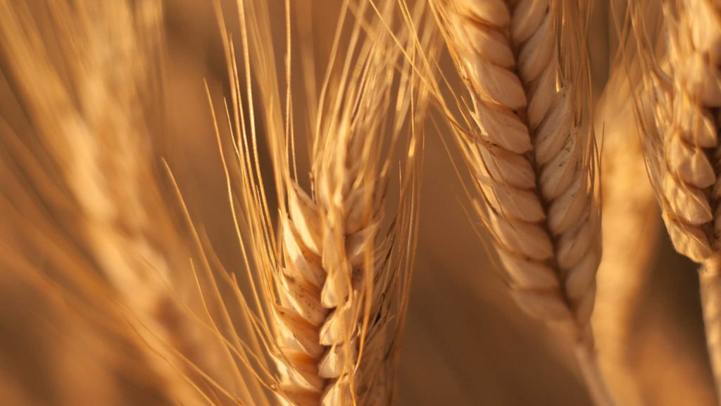 Wheat Ag News