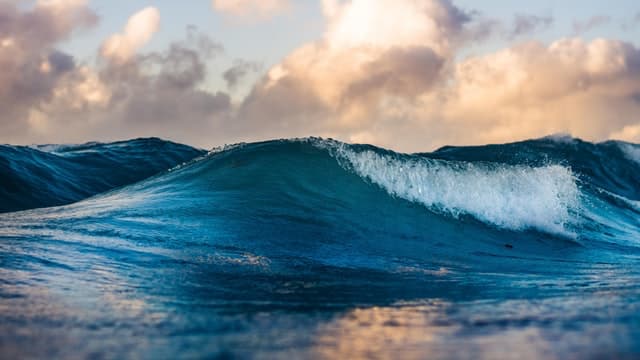 waves in the ocean Biodiversity