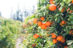 tangerine tree Partnership for Action on Green Economy Insufficient Food Intake