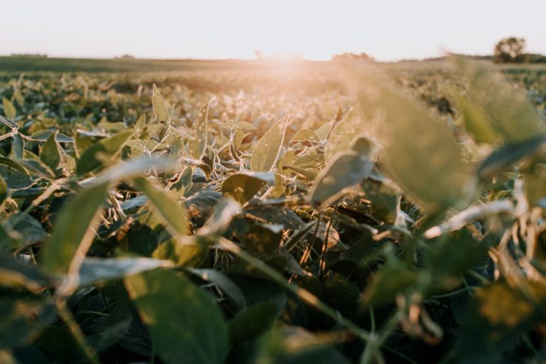 Close up photos of leaves in a field